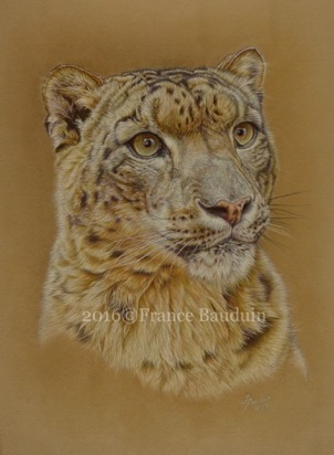 Snow leopard portrait - 48.5 hours
Sand Pastelmat
18.5" x 13.5"
Ref: My own photo Snow leopard portrait - 48.5 hours
Sand Pastelmat
18.5" x 13.5"
Ref: My own photo